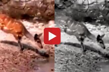 मगरीचं नशीब खराब की हरणाचं नशीब चांगलं? Viral Video पाहून तुम्हाला काय वाटतं? मगरीचं नशीब खराब की हरणाचं नशीब चांगलं? Viral Video पाहून तुम्हाला काय वाटतं?