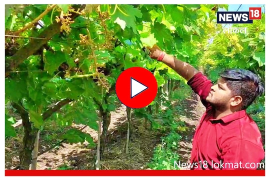 Video : बहरलेल्या द्राक्ष बागेची बोली लागली, भावही ठरला! पण रात्रीत…