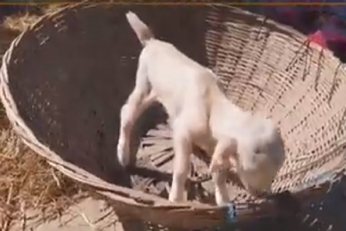 बकरीसारखा दिसणारा श्वान.