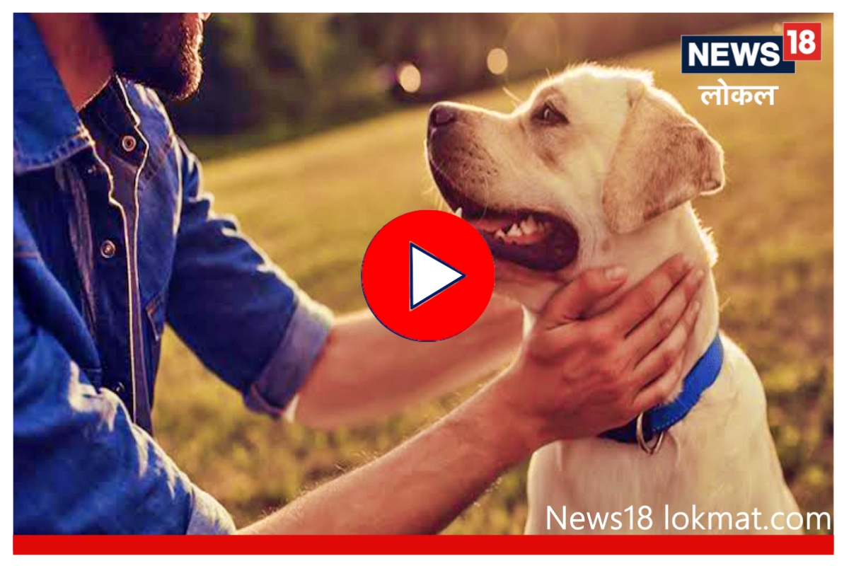 Nagpur : पाळीव कुत्र्यांची नसबंदी करा, नाहीतर…; काय आहे पालिकेचा नियम? पाहा Video