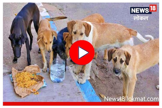 Nagpur : मोकाट कुत्र्यांना अन्न भरवताना घ्यावी लागणार काळजी, पालिकेचा मोठा निर्णय