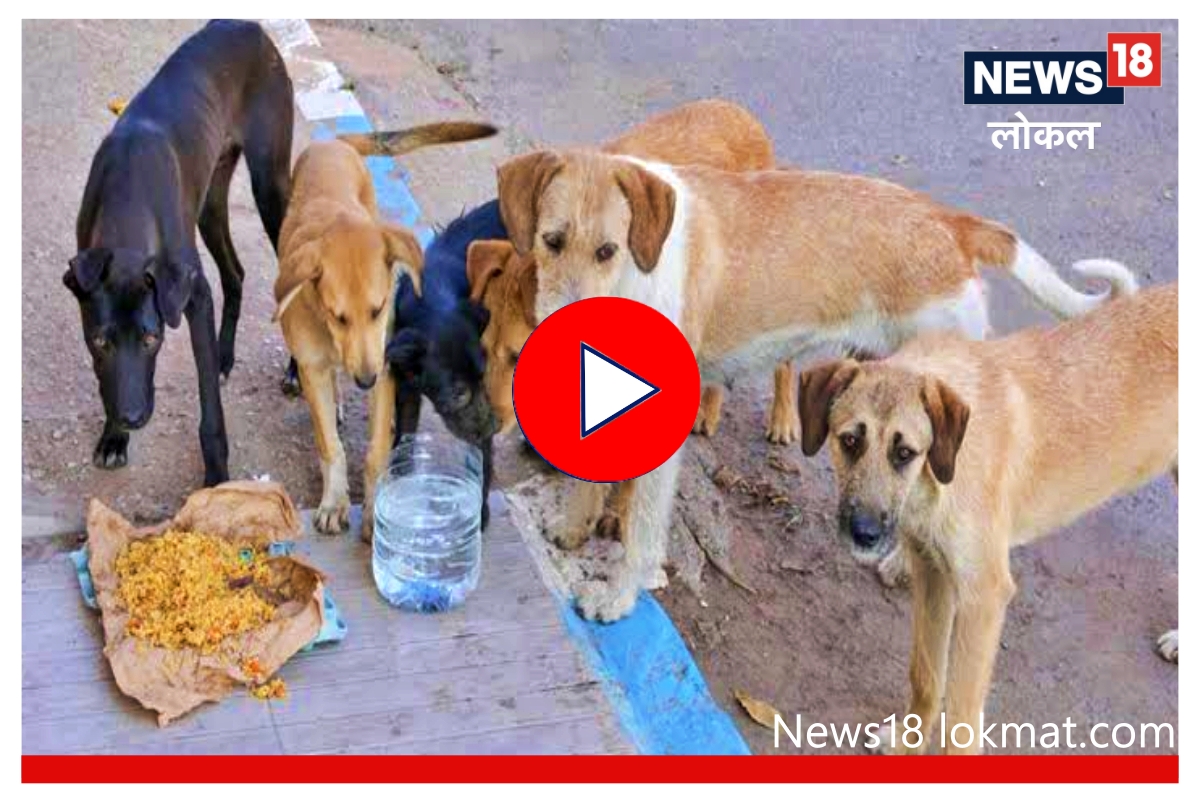 Nagpur : मोकाट कुत्र्यांना अन्न भरवताना घ्यावी लागणार काळजी, पालिकेचा मोठा निर्णय