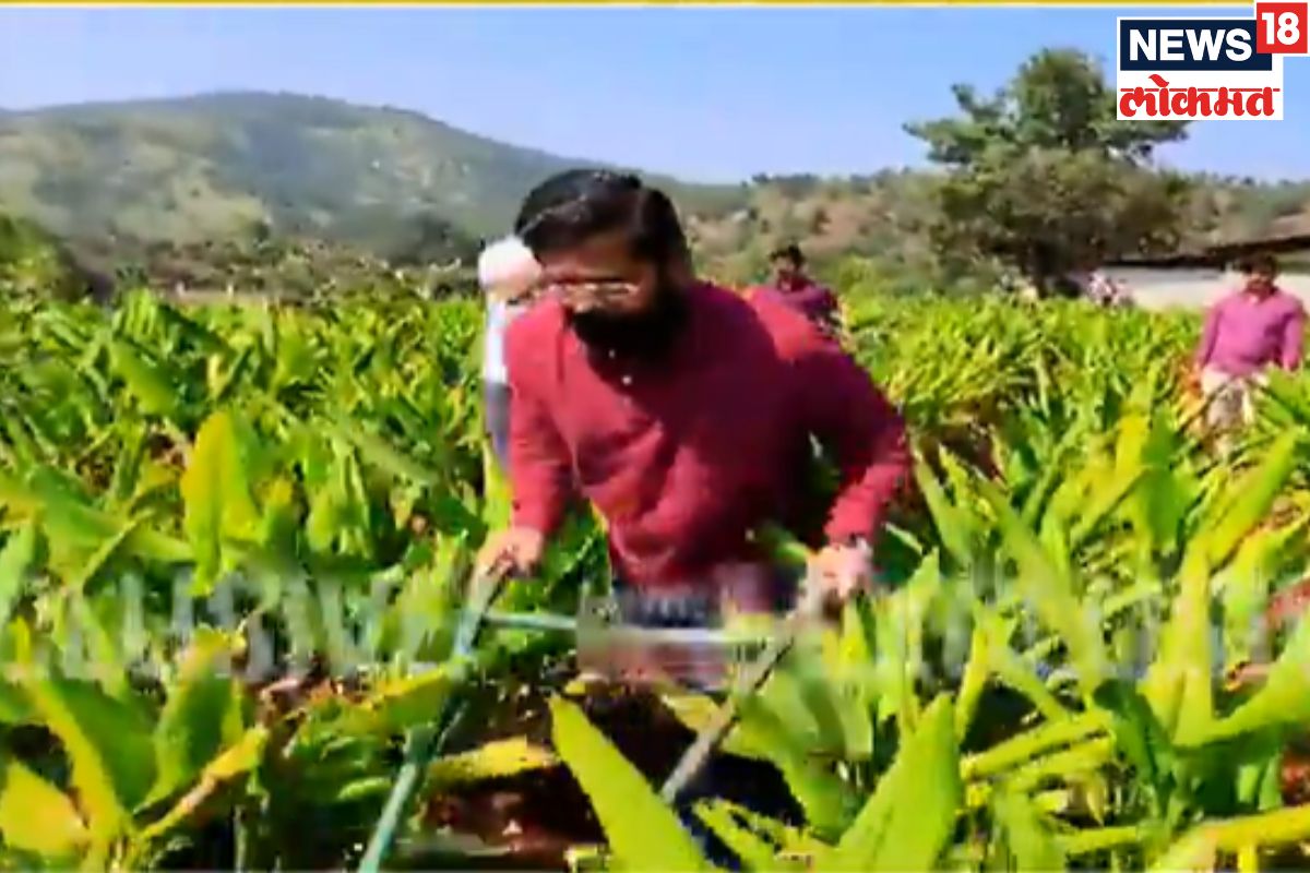 शिवारात राबणारा मुख्यमंत्री! राजकारणातून ब्रेक घेत शिंदे रमले शेतात, Video