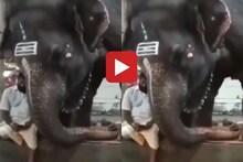 मोबाईल पाहण्याचा मोह हत्तीला ही आवरेना, क्यूट Video Viral
