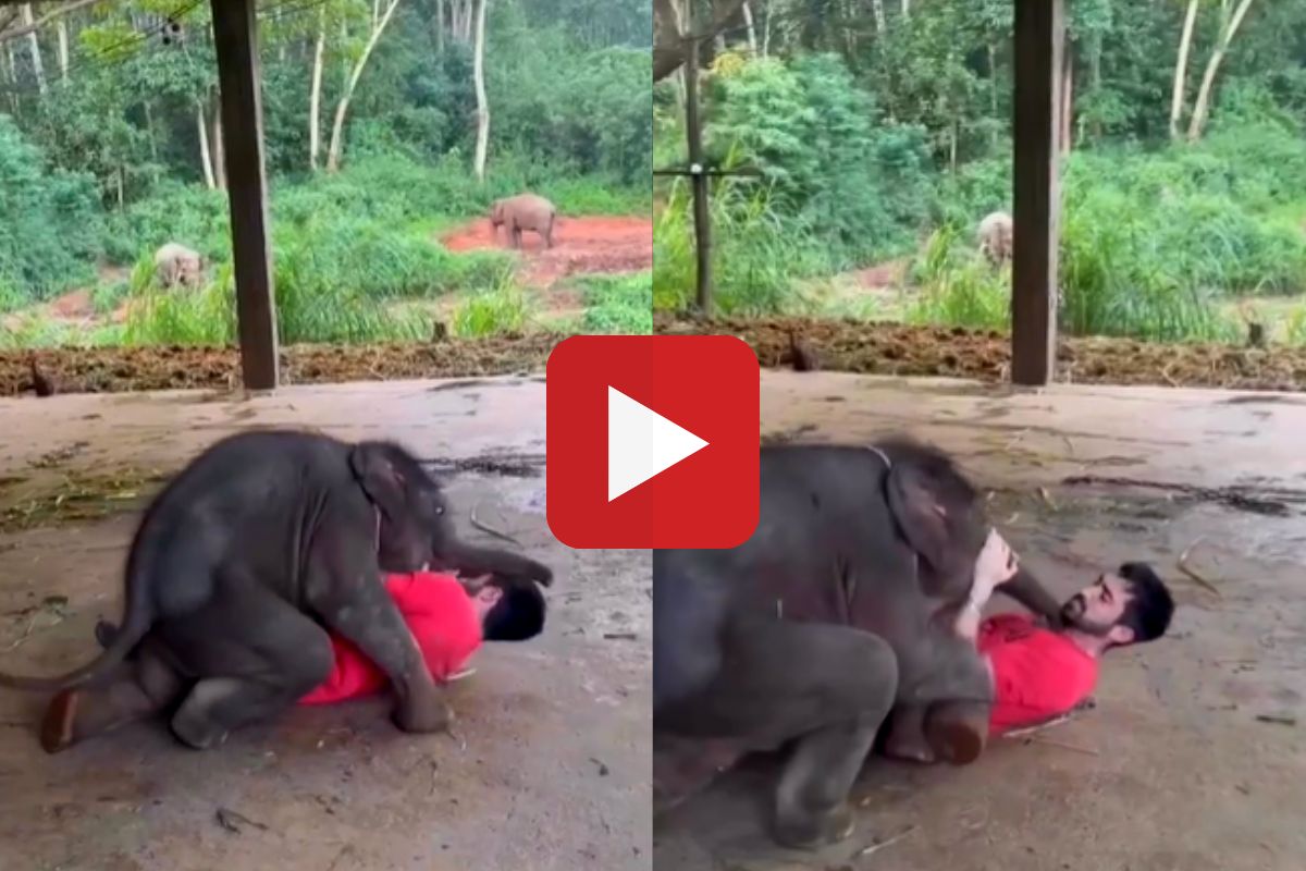 व्हायरल व्हिडीओ