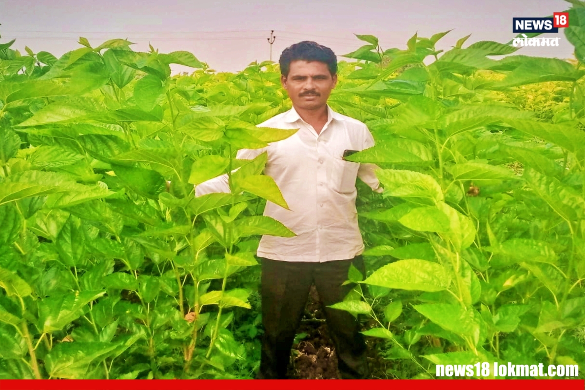 Beed : रेशीम शेती ठरली वरदान, एका एकरात मिळालं लाखोंचं उत्पन्न