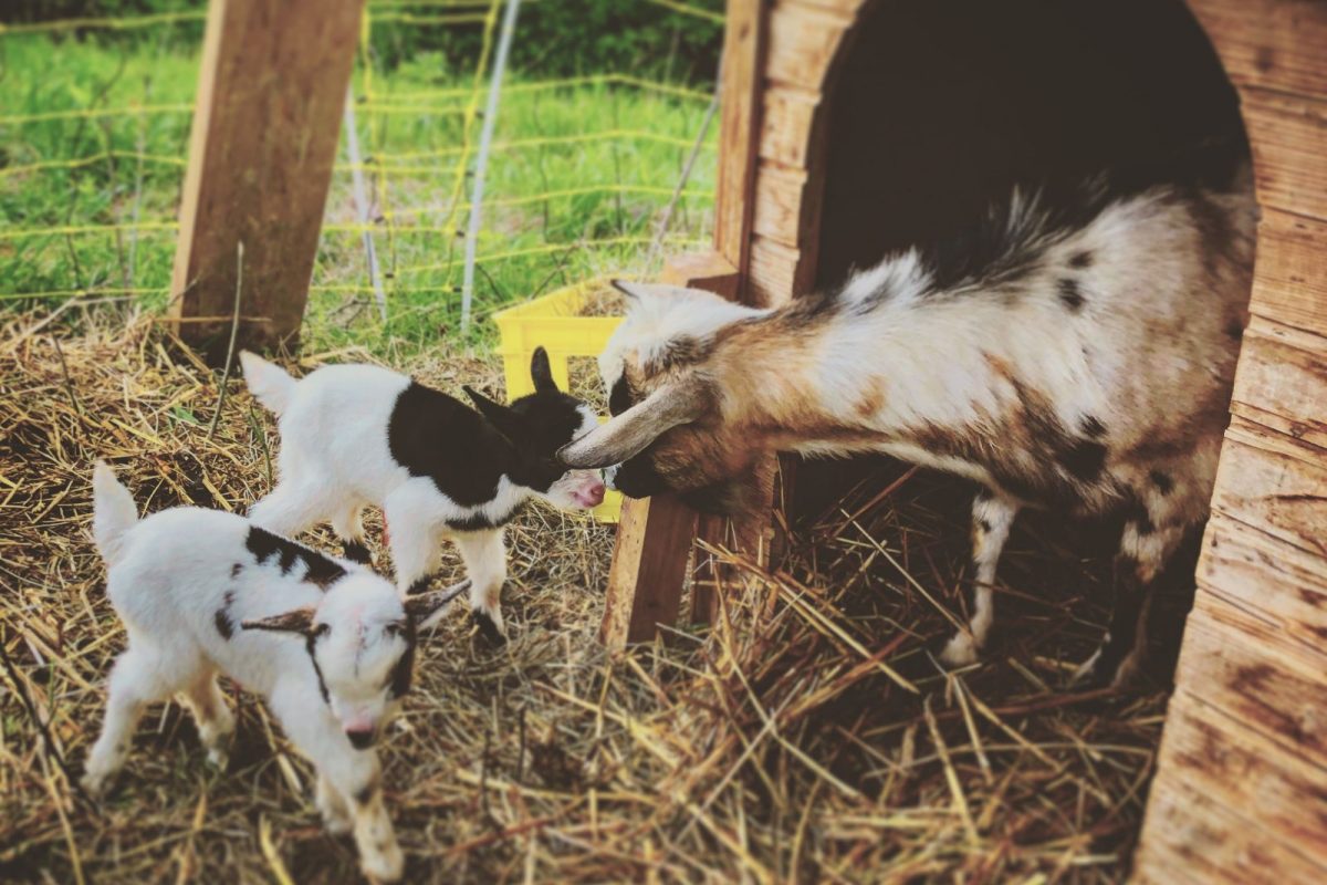 माणसासारखी दिसणारी बकरी (प्रतीकात्मक फोटो/सौजन्य - Canva)