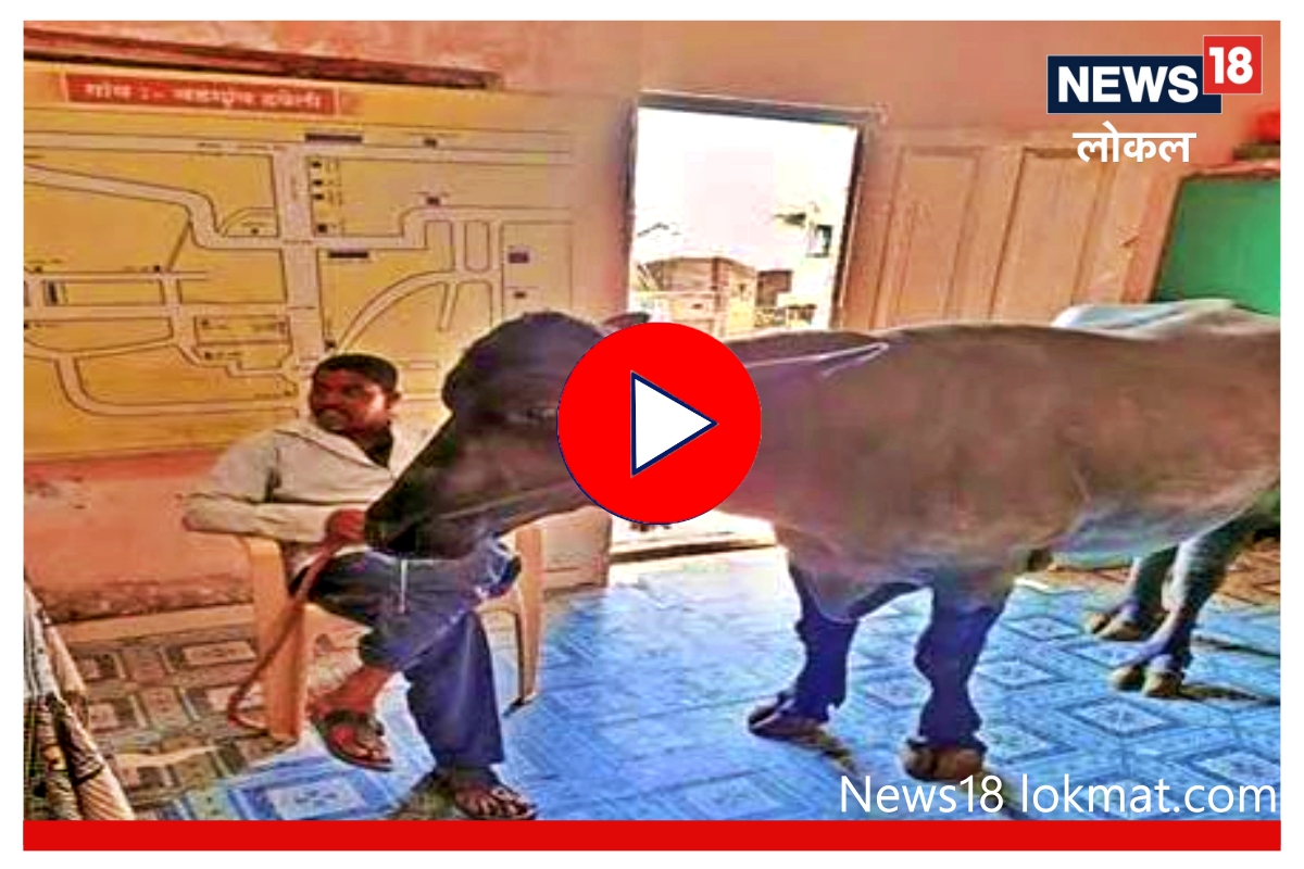 सातारी दणका! शेतकऱ्यानं चक्क ग्रामपंचायतीत घुसवला रेडा, video viral