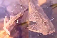 VIDEO - पाण्यात जिवंत फिरताना दिसला डोकं कापलेला मासा; व्यक्तीने हात लावताच...