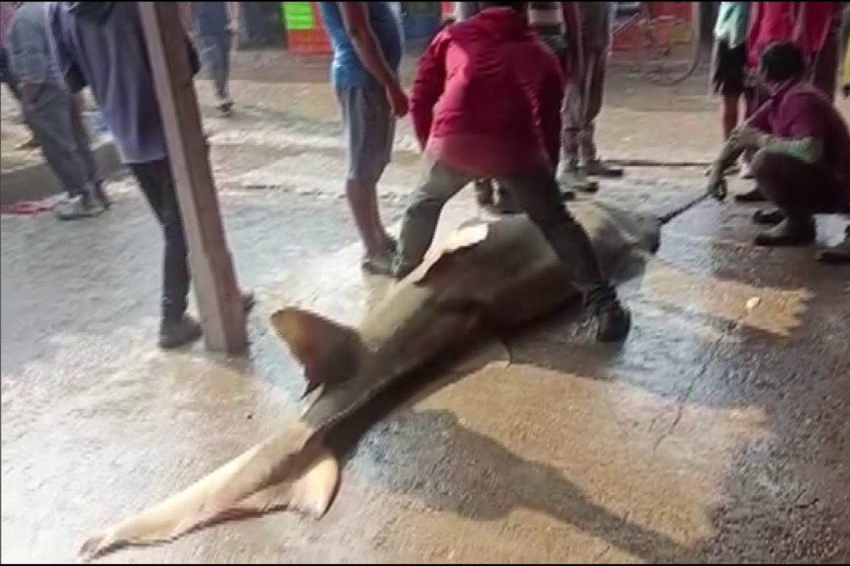 दुर्मीळ मासा जाळ्यात अडकला आणि पालटलं मच्छिमाराचं नशीब; नेमकं काय घडलं?