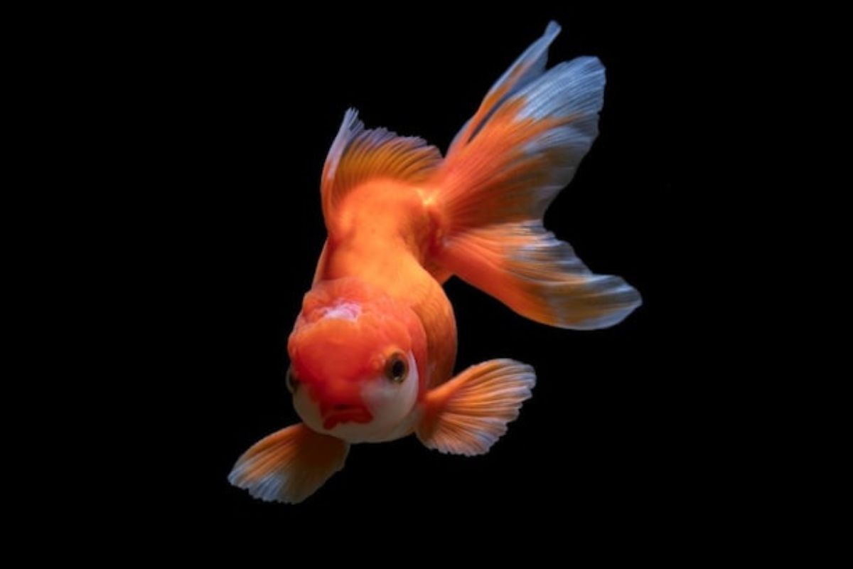 आपल्याच पिलांना खातात सिक्लिड मासे, माशांमधल्या या विचित्र वर्तनाबाबत शास्त्रज्ञांचं संशोधन