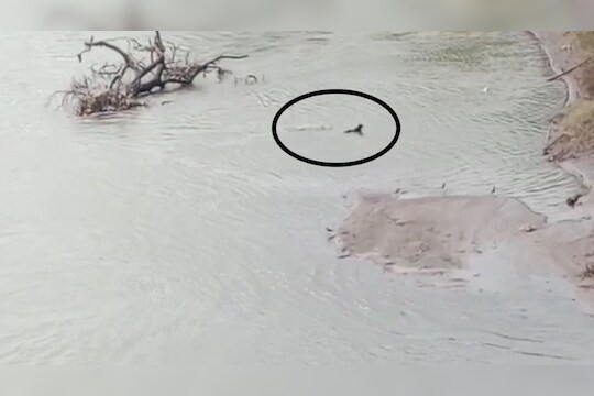 Kolhapur Panchagana River : मगर काय कुत्र्याला सोडत नाय, कोल्हापूरकरांची भन्नाट कॉमेंट्री अन् थरारक शिकार, LIVE VIDEO