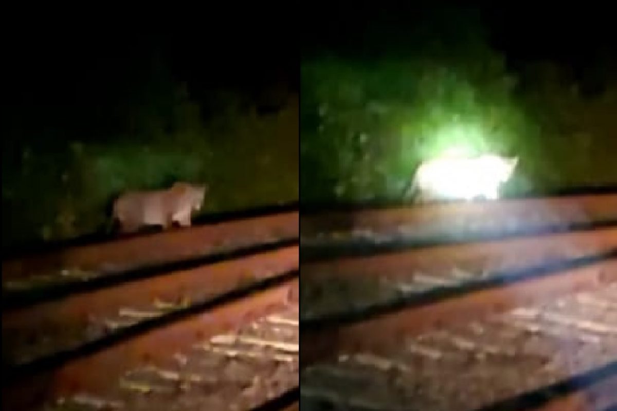रेल्वे ट्रॅकवर अचानक आला बिबट्या.