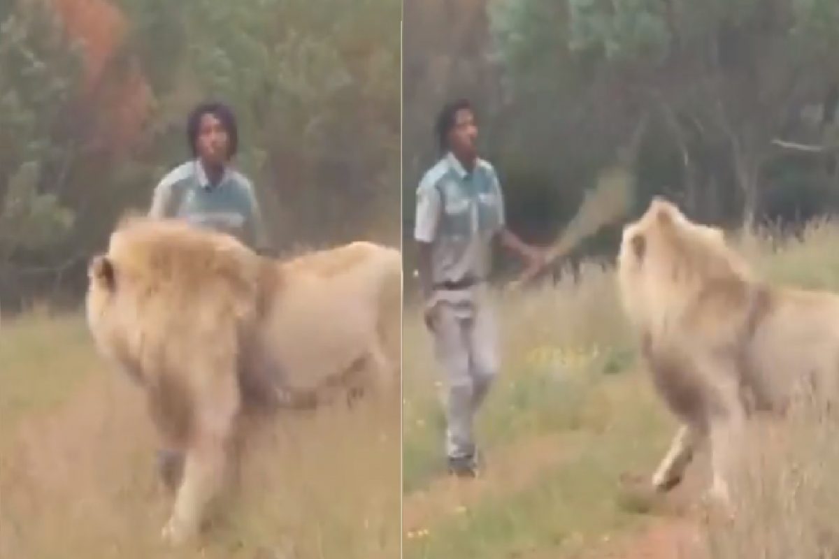 शिकार करायला आलेल्या सिंहाला माणसाने पळवलं.