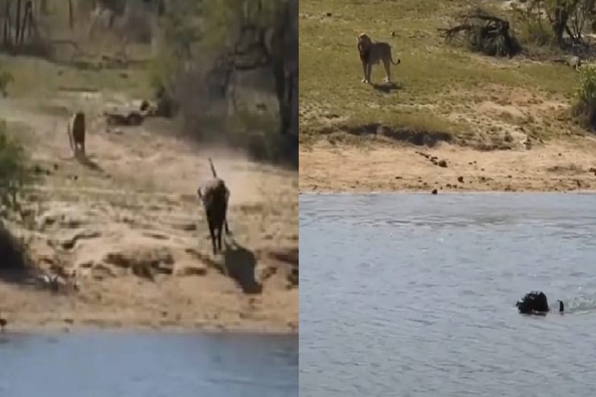 म्हशीची शिकार करायला आलेला सिंहही पाहतच राहिला.