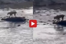 मगरीच्या कळपात अडकला सिंह... त्याची शिकार होईल की सुखरुप वाचेल? पाहा Viral Video मगरीच्या कळपात अडकला सिंह... त्याची शिकार होईल की सुखरुप वाचेल? पाहा Viral Video