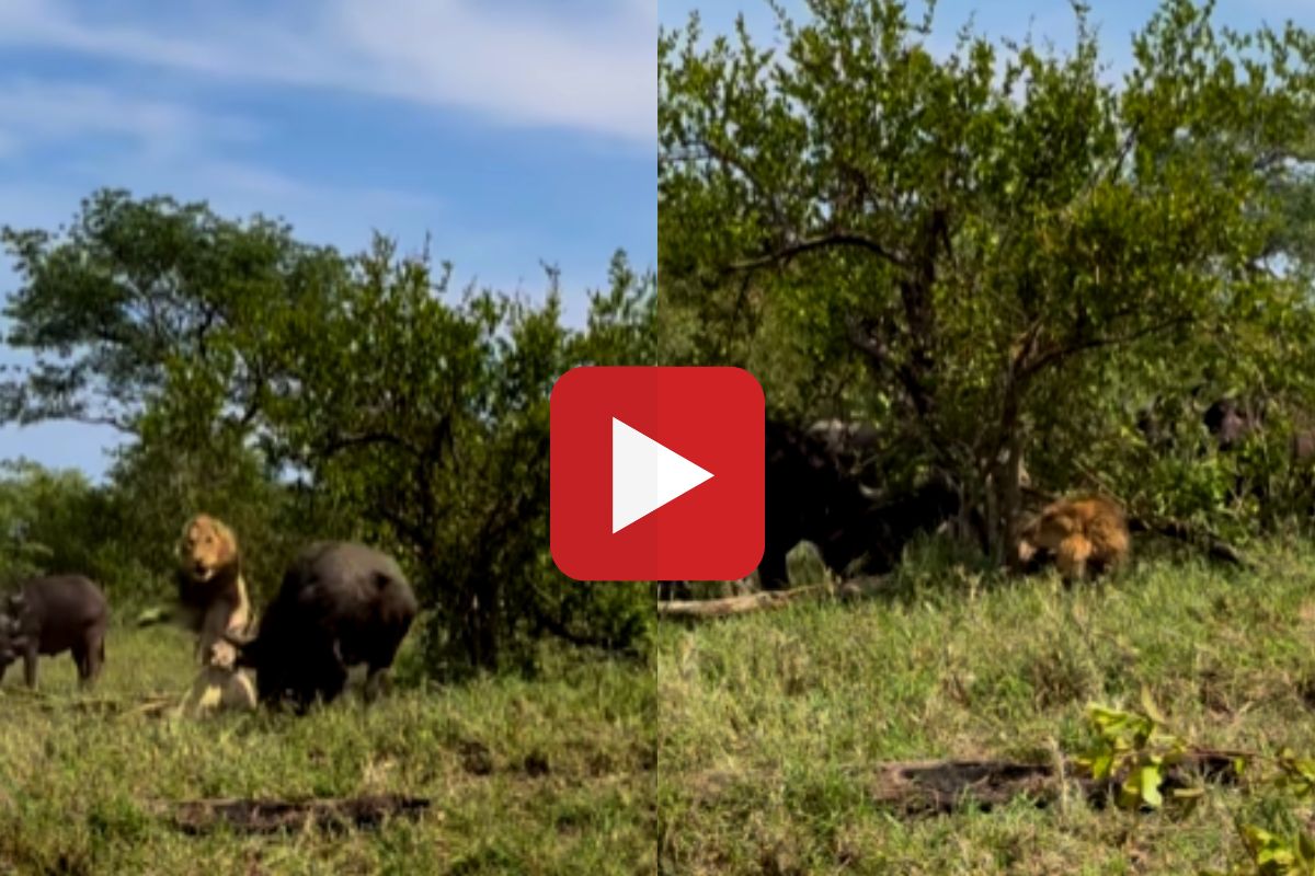 व्हायरल व्हिडीओ