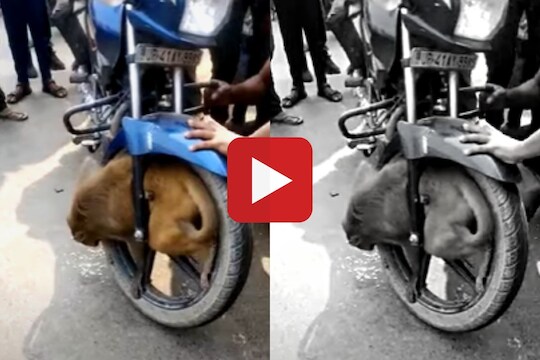 Viral Video
