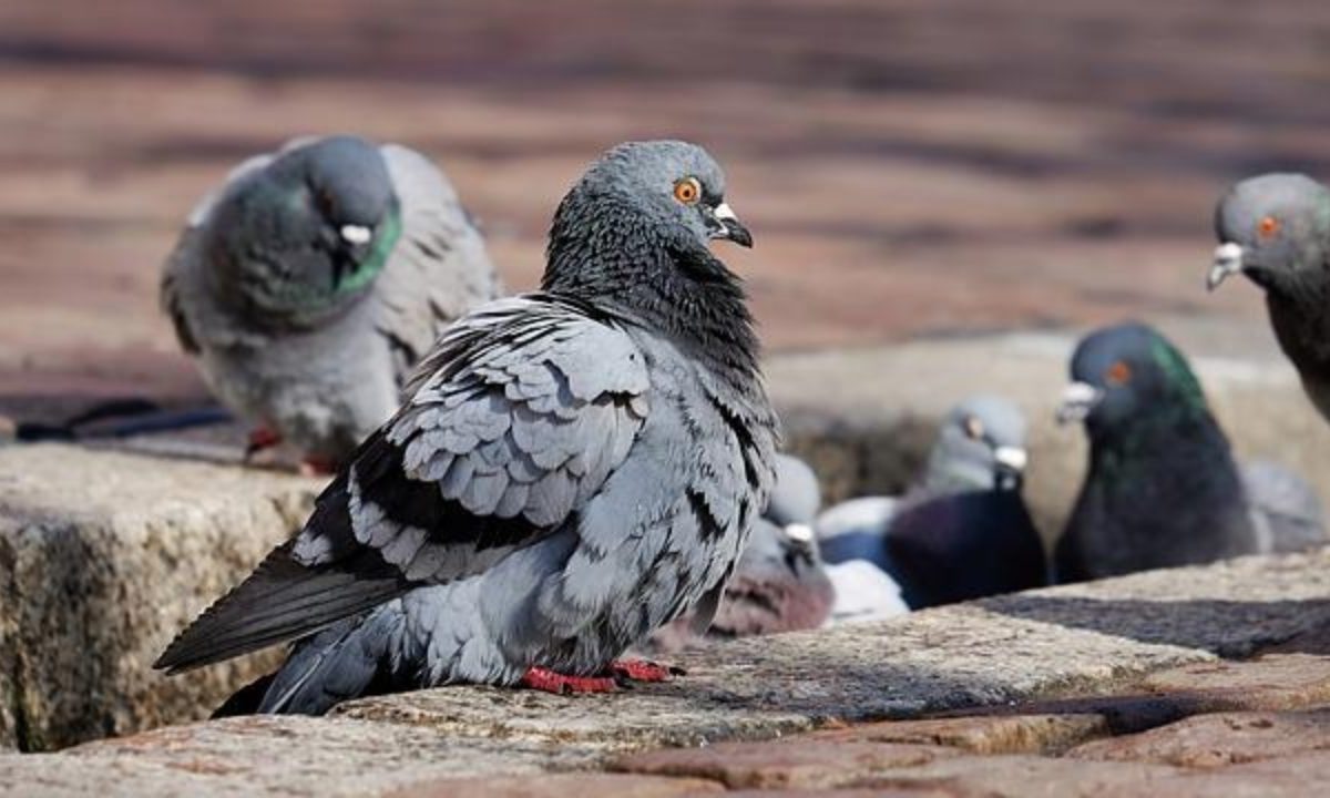 Mumbai Bar and Resto : मुंबईकर बारमध्ये जाताना जपून, स्टाटरम्हणून कबुतर मिळू शकते, पोलिसांत तक्रार