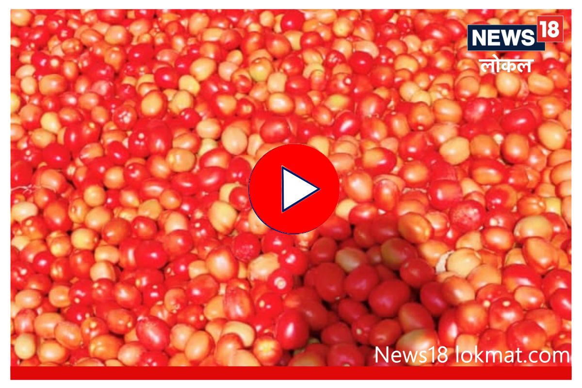 Nashik : टोमॅटोचे दर घसरल्याने शेतकरी हवालदिल, उत्पादन खर्च निघणेही अवघड, VIDEO