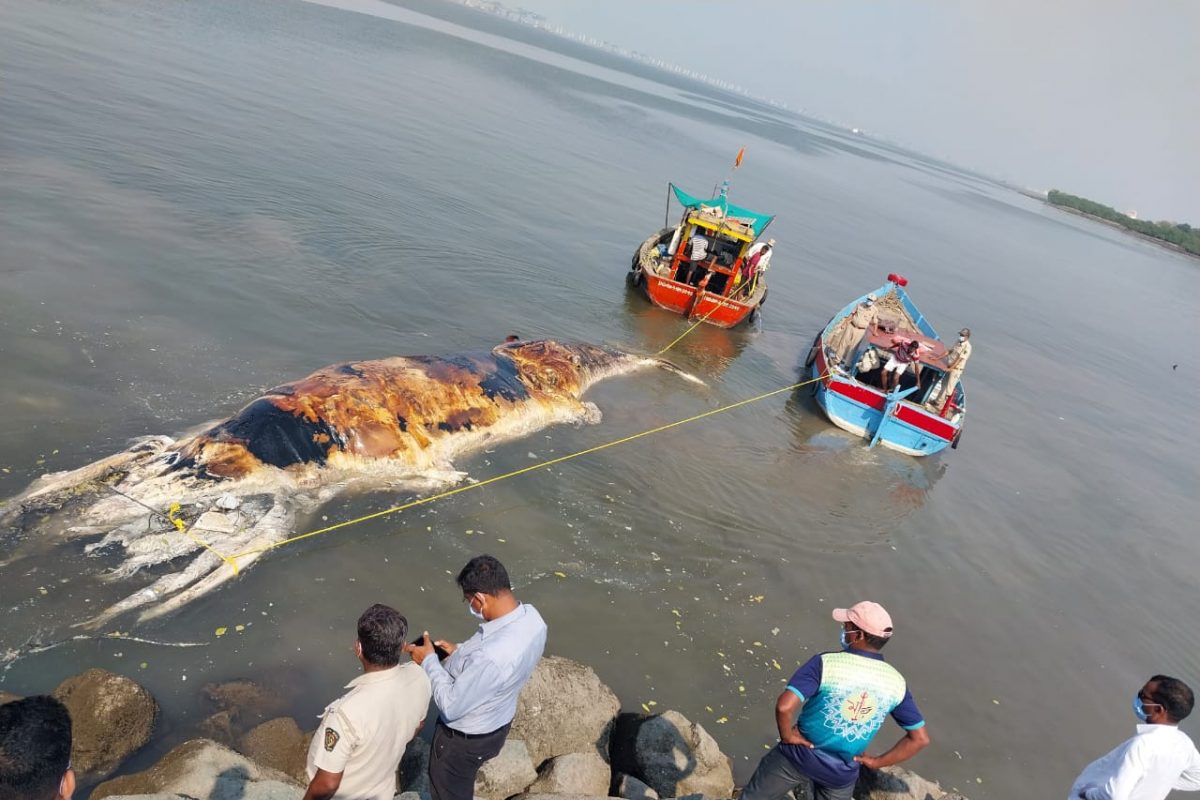 Navi Mumbai : वजन तब्बल 9 टन अन् लांबी 35 फूट, उरणच्या किनाऱ्यावर आला महाकाय जीव
