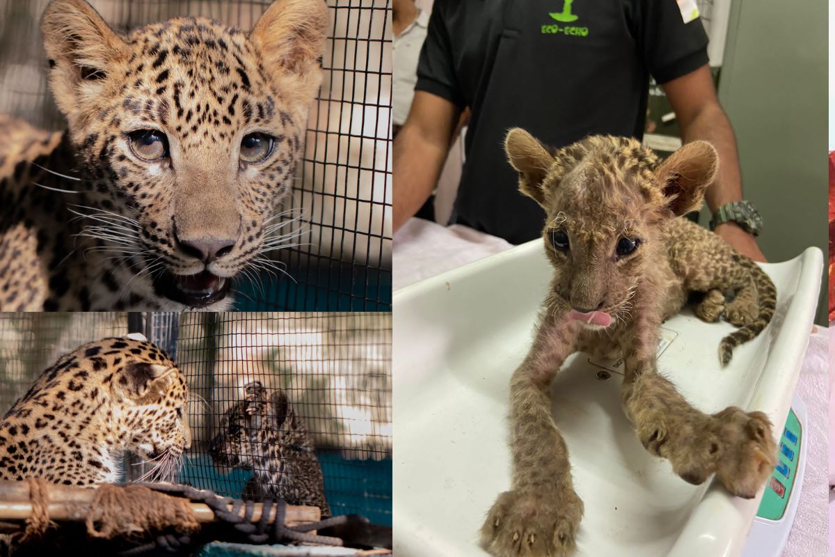 रेस्क्यू फाउंडेशनच्या ताब्यात चुटकी आल्यावर तिला लगेच हॅास्पिटलमध्ये ॲडमिट करण्यात आलं. तिथून चुटकीवर उपचार सुरू झाले