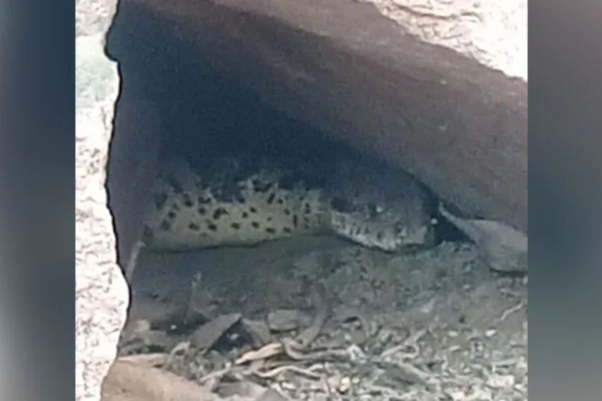 या मंदिरातील गुफेत राहतो 'अजगर बाबा