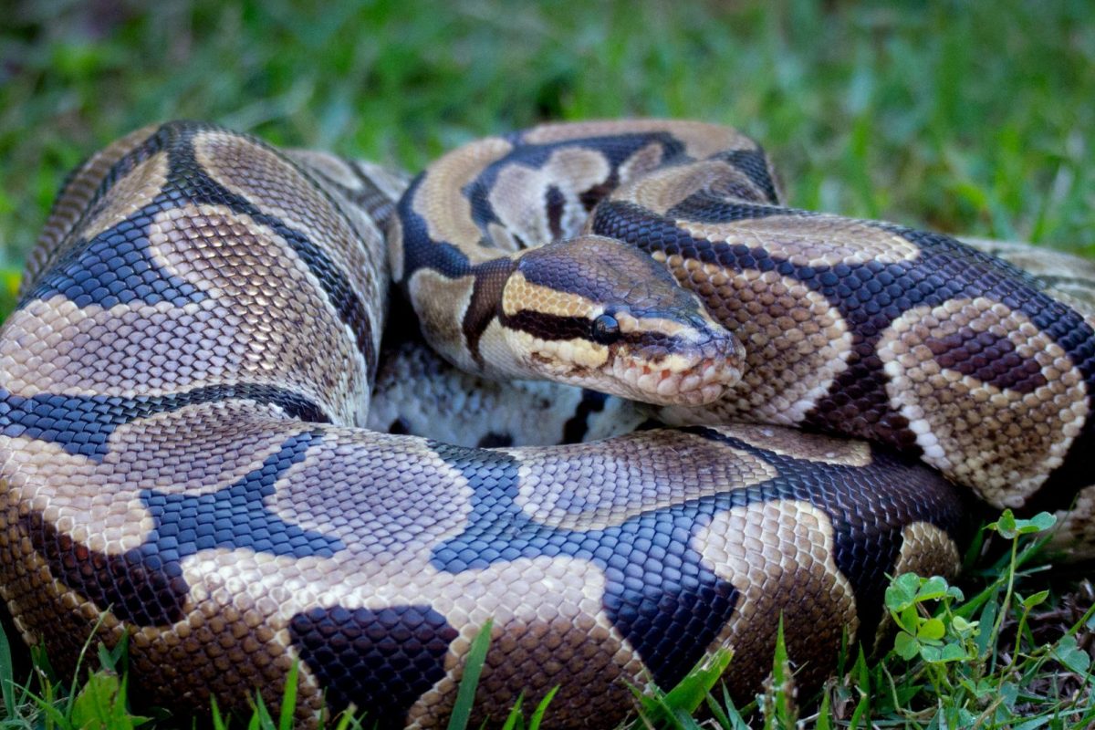 प्रतीकात्मक फोटो (सौजन्य - Canva)