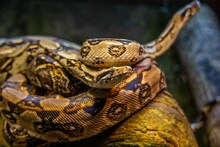 अजगराचा 5 वर्षाच्या मुलावर हल्ला, त्याला स्विमिंग पूलमध्ये ओढलं आणि मग...