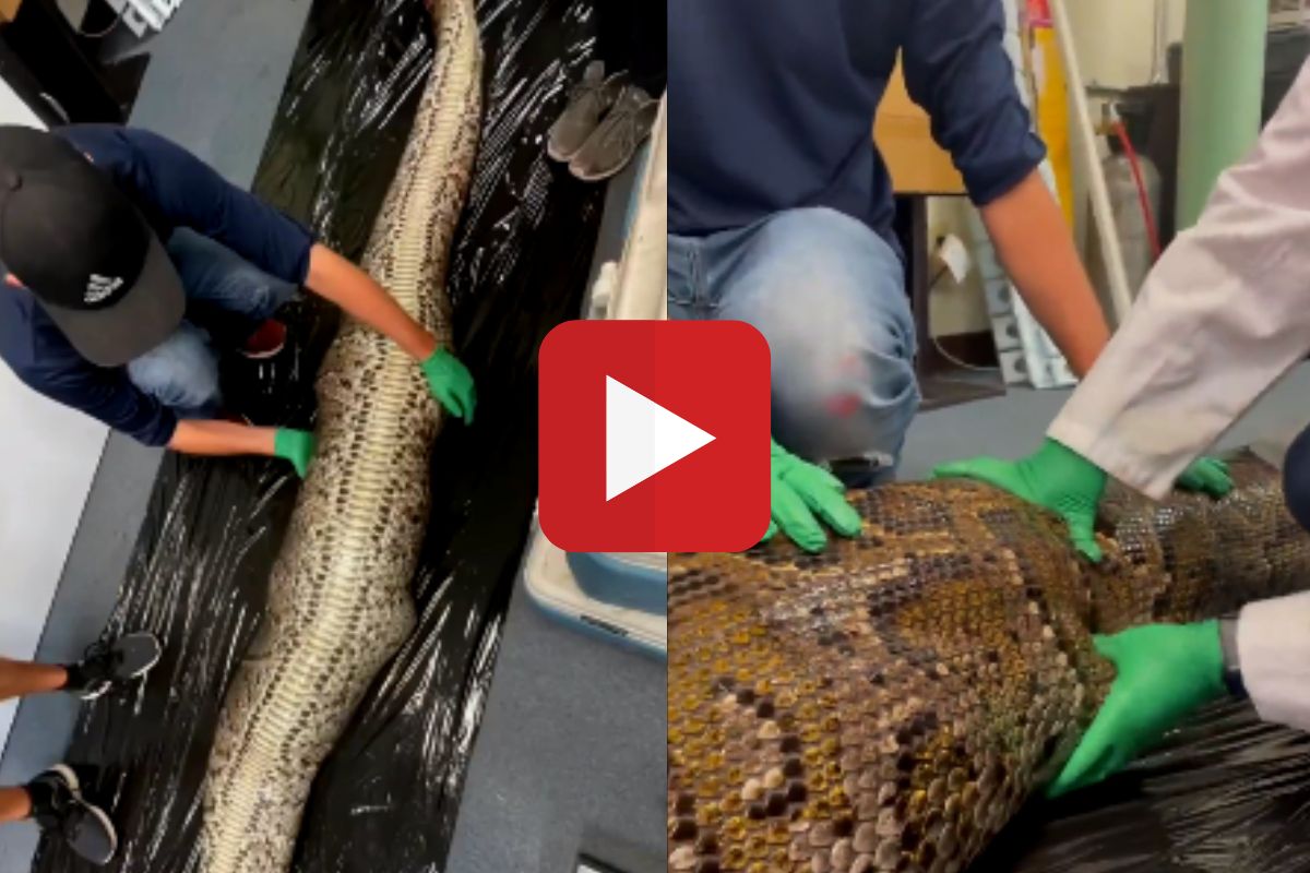 व्हायरल व्हिडीओ