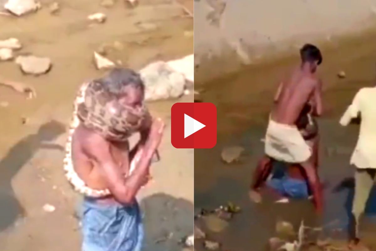 व्हायरल व्हिडीओ