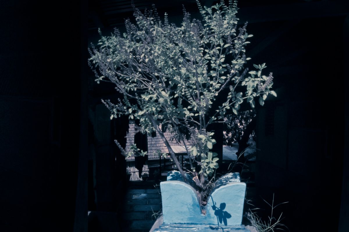 Vastu Tips : 'ही' तुळस घरात लावण्यास असते मनाई; जाणून घ्या या मागचे कारण