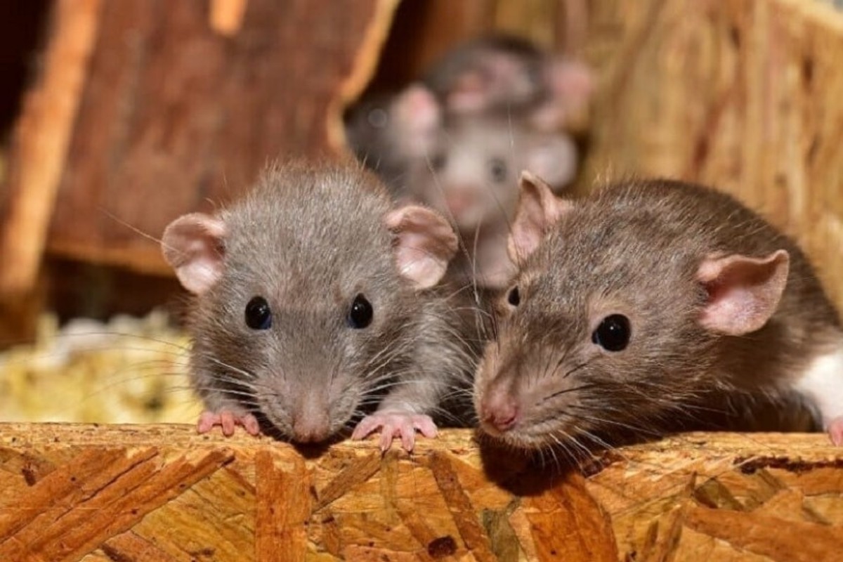 उंदरांना पळवण्यासाठी कोट्यवधी रुपये. (प्रतीकात्मक फोटो)