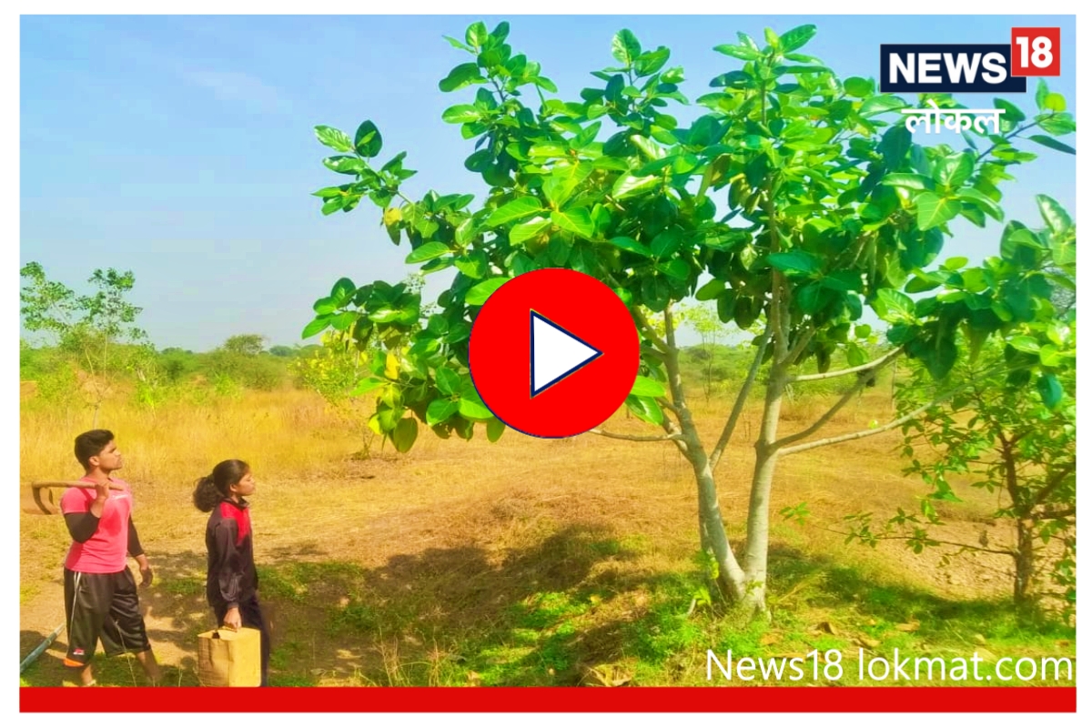 Satara : दुष्काळी भागातील कामाची दखल, पर्यावरणासाठी झटणाऱ्या रोहितला राज्य सरकारचा पुरस्कार! Video