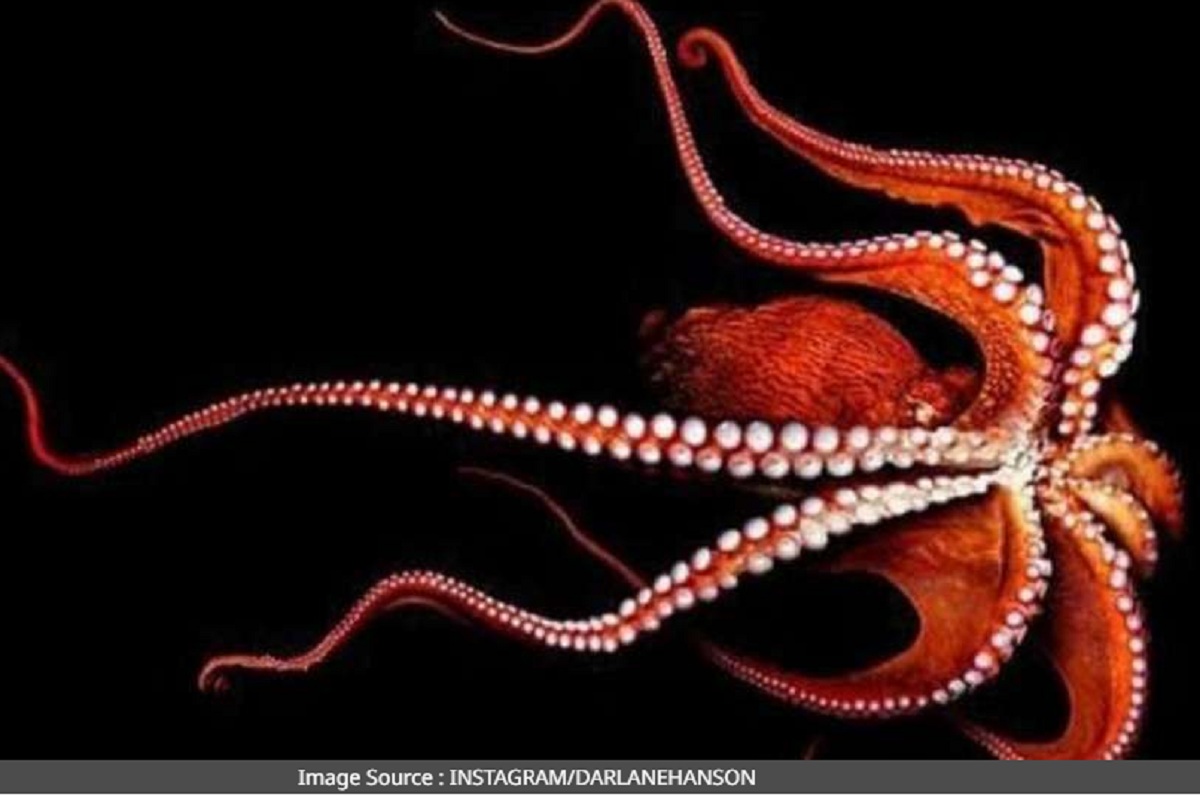 ऑक्टोपस