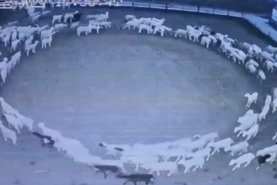 गेले काही दिवस गोलगोल फिरणाऱ्या या मेंढ्यांनी टाकलं कोड्यात.