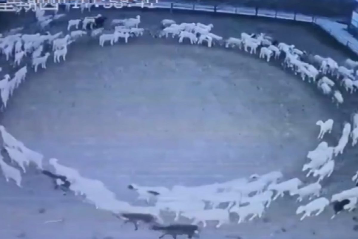 गेले काही दिवस गोलगोल फिरणाऱ्या या मेंढ्यांनी टाकलं कोड्यात.