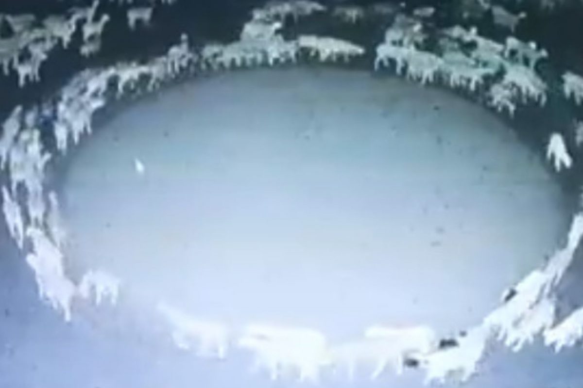 सलग 12 दिवस गोलाकार फिरणाऱ्या मेंढ्या.