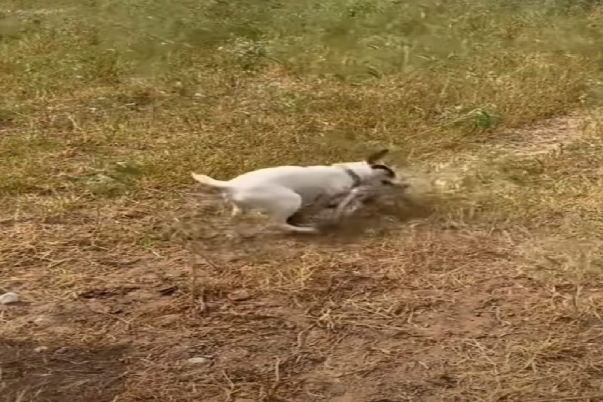 कुत्रा आणि सापाचा व्हिडीओ व्हायरल.