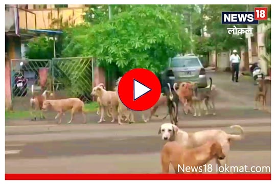 Sangli : शहरात भटक्या कुत्र्यांचा हैदोस, शाळकरी मुलांवर केला जीवघेणा हल्ला, Video