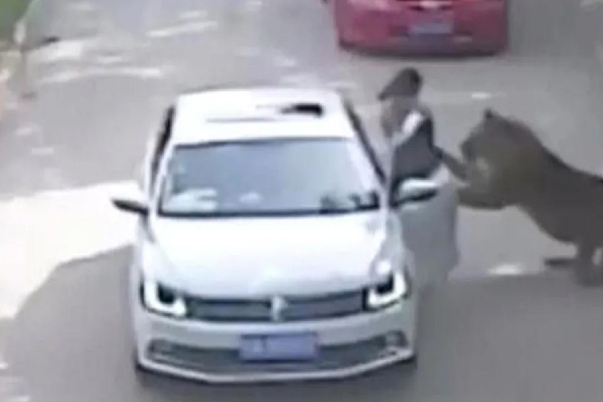 वाघ हल्ला करताना