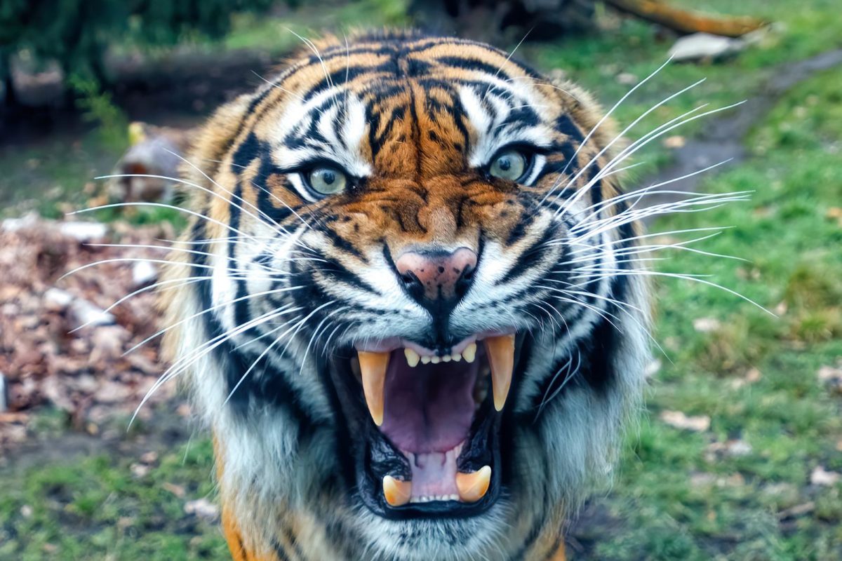 वाघाला जवळून पाहणं पडलं महागात. (प्रतीकात्मक फोटो/सौजन्य - Canva)