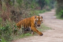 एमपीमध्ये राष्ट्रीय प्राणी धोक्यात? जंगलात लटकलेल्या अवस्थेत वाघ आढळल्याने खळबळ एमपीमध्ये राष्ट्रीय प्राणी धोक्यात? जंगलात लटकलेल्या अवस्थेत वाघ आढळल्याने खळबळ