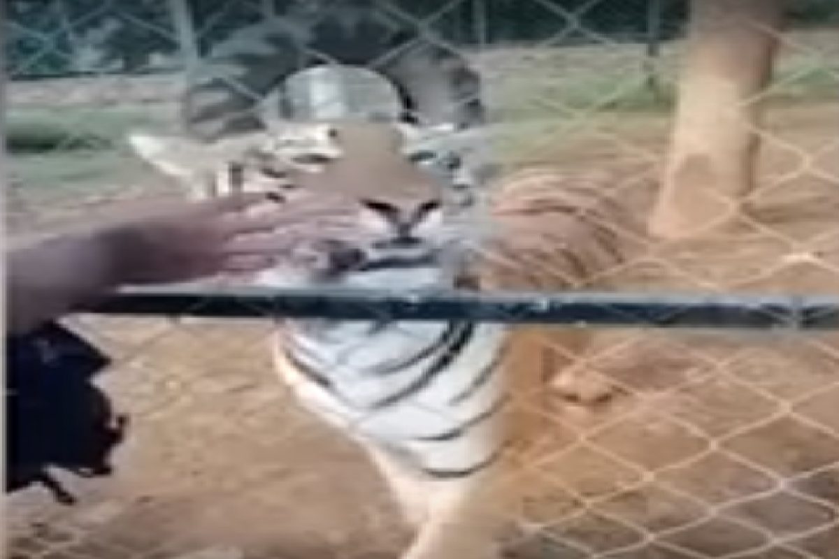 वाघाचा व्यक्तीवर भयानक हल्ला.