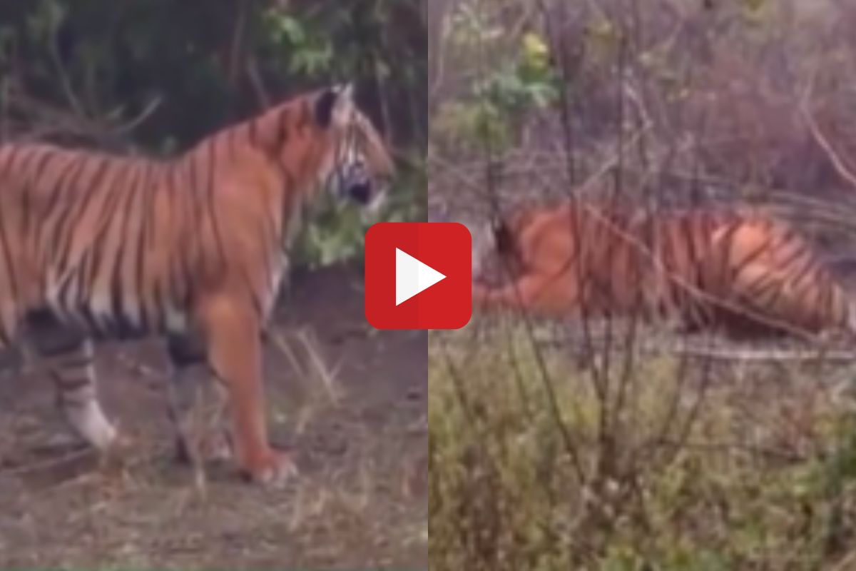 Viral Video : नाकाखालून पळालं शिकार आणि वाघ फक्त पाहातच राहिला....