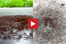 कधी पाहिलाय मुंग्यांचा Death Circle? हा Video पाहून वाटू लागेल भीती कधी पाहिलाय मुंग्यांचा Death Circle? हा Video पाहून वाटू लागेल भीती