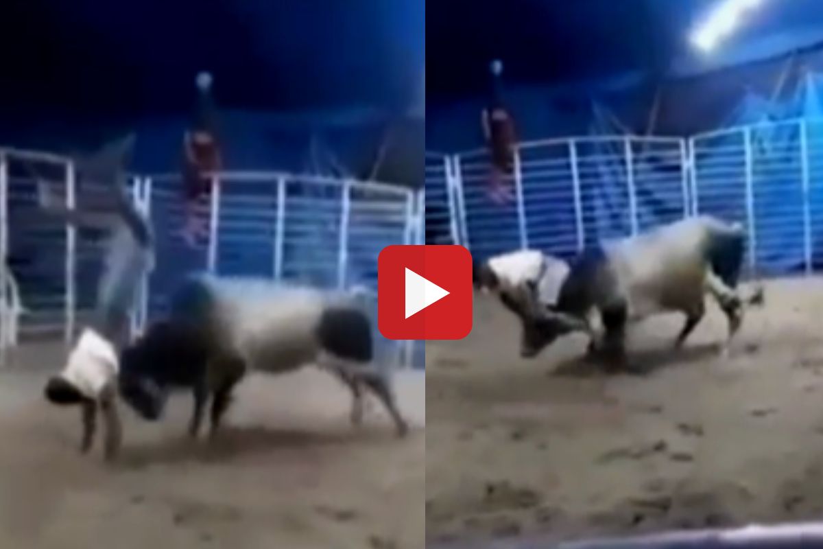 व्हायरल व्हिडीओ