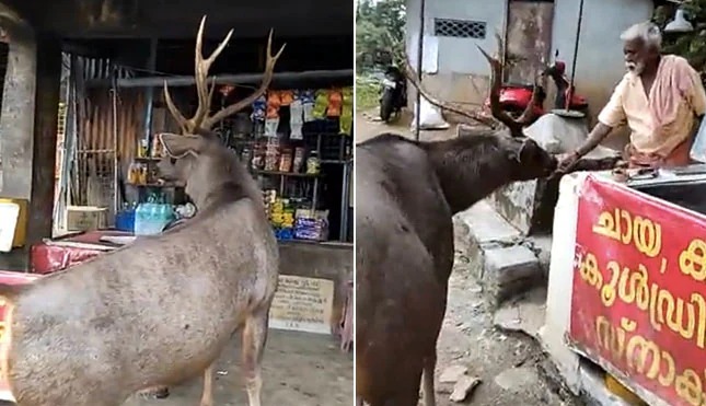 Wild Animals : सांबर पोहोचलं चहाच्या टपरीवर! आयएफएस अधिकाऱ्यानं शेअर केला व्हिडिओ