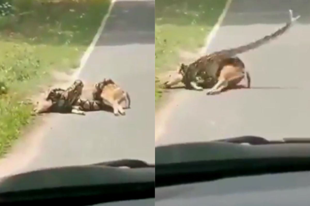 व्हायरल व्हिडीओ