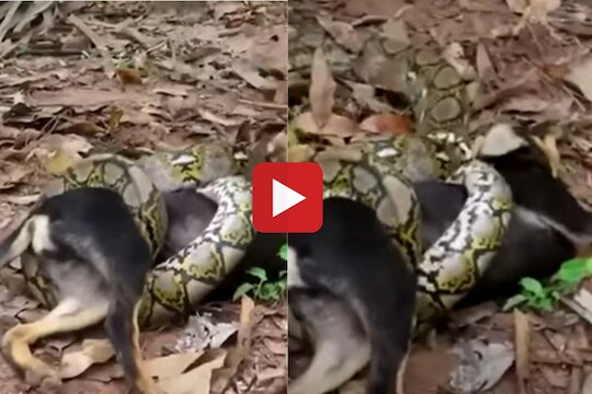 Viral Video